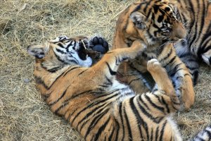 sumatran_tiger_cubs_592555